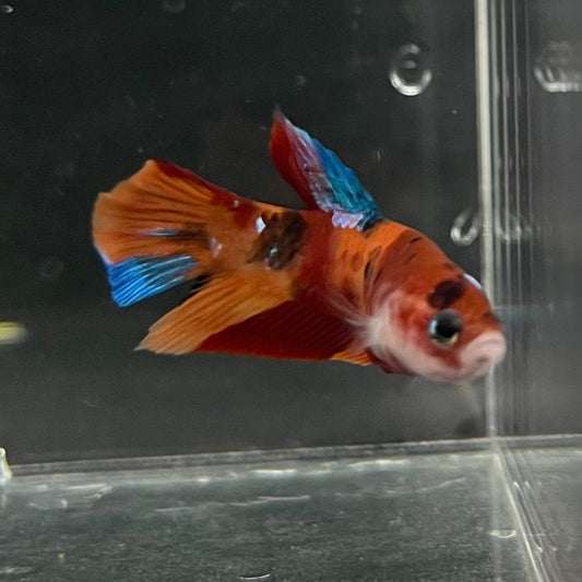 the-fish-farm Premium Male Betta Nemo Orange Fancy Plakat Betta Male - One Only - 5 Buy this Nemo Orange Plakat Male Betta - One Only in Australia