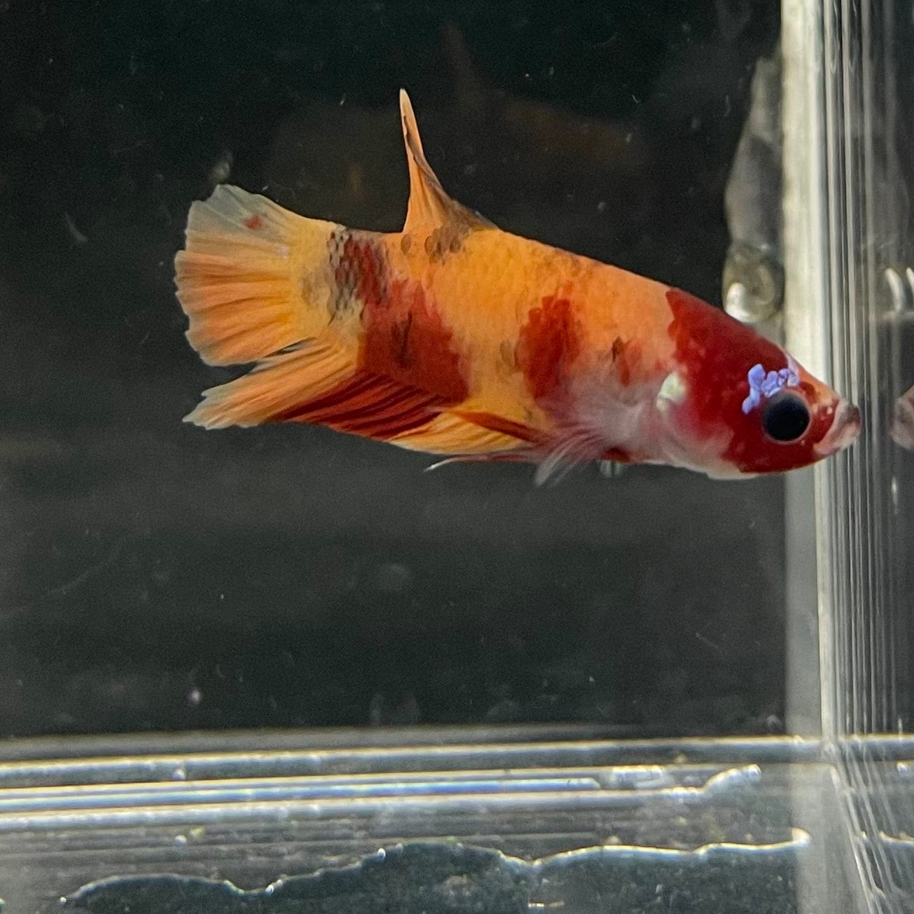 the-fish-farm Premium Male Betta Nemo Orange Fancy Plakat Betta Male - One Only - 5 Buy this Nemo Orange Plakat Male Betta - One Only in Australia