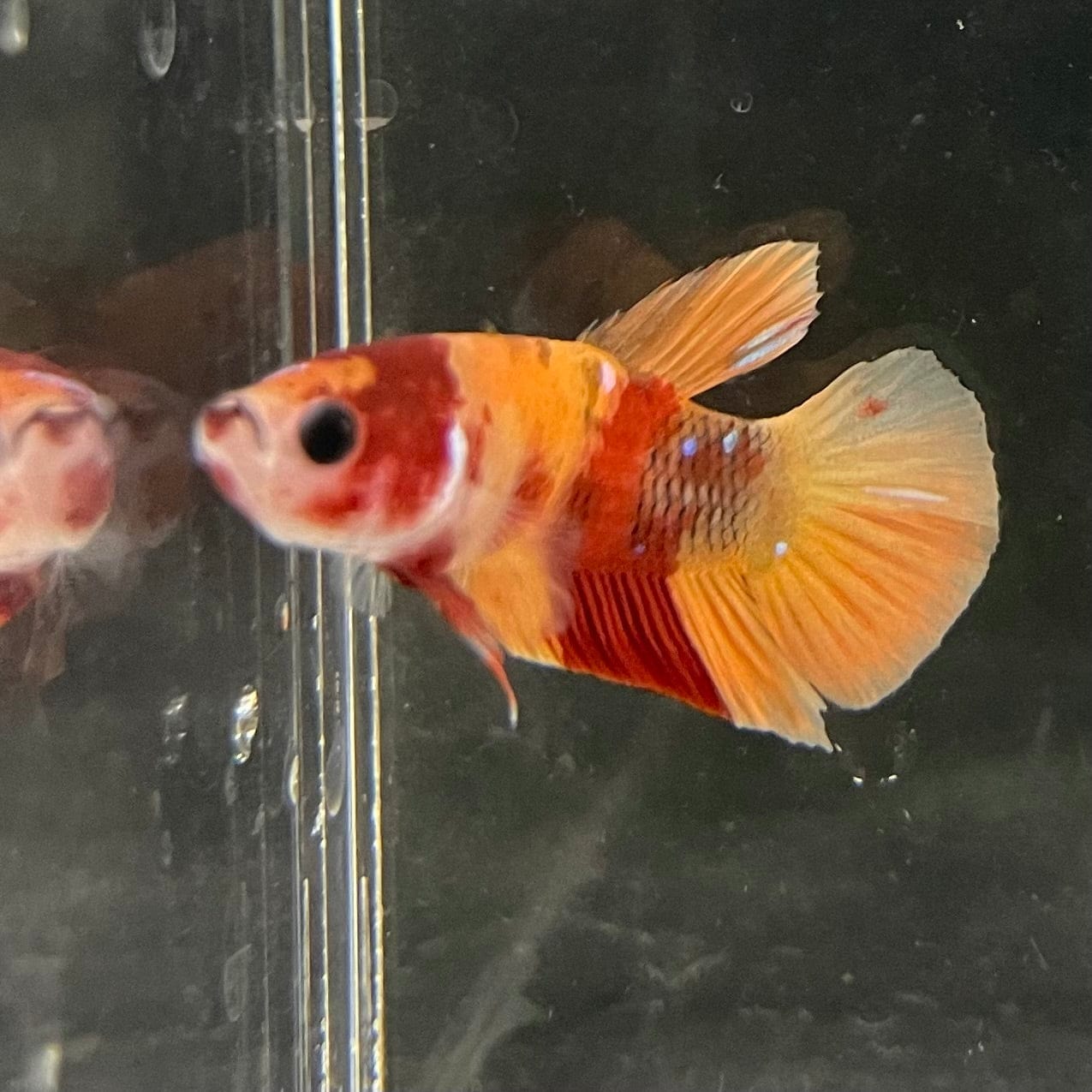 the-fish-farm Premium Male Betta Nemo Orange Fancy Plakat Betta Male - One Only - 5 Buy this Nemo Orange Plakat Male Betta - One Only in Australia