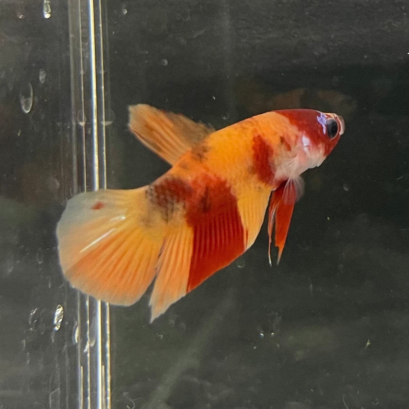 the-fish-farm Premium Male Betta Nemo Orange Fancy Plakat Betta Male - One Only - 5 Buy this Nemo Orange Plakat Male Betta - One Only in Australia