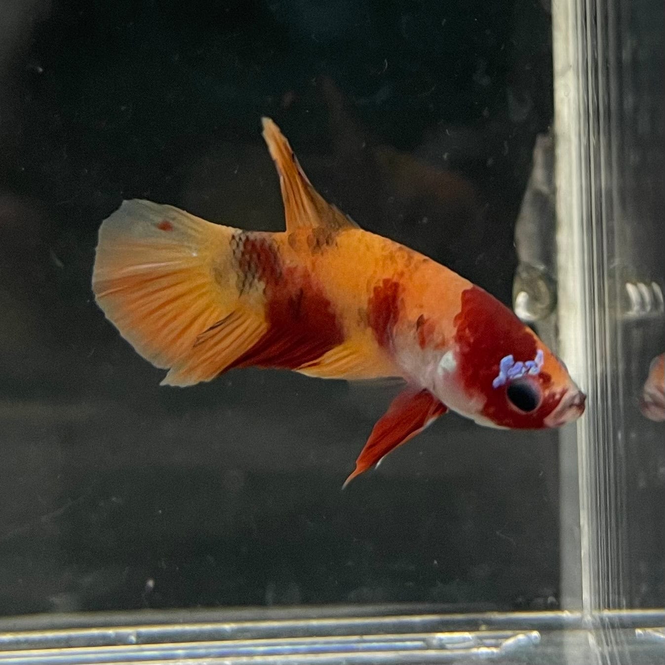 the-fish-farm Premium Male Betta Nemo Orange Fancy Plakat Betta Male - One Only - 5 Buy this Nemo Orange Plakat Male Betta - One Only in Australia