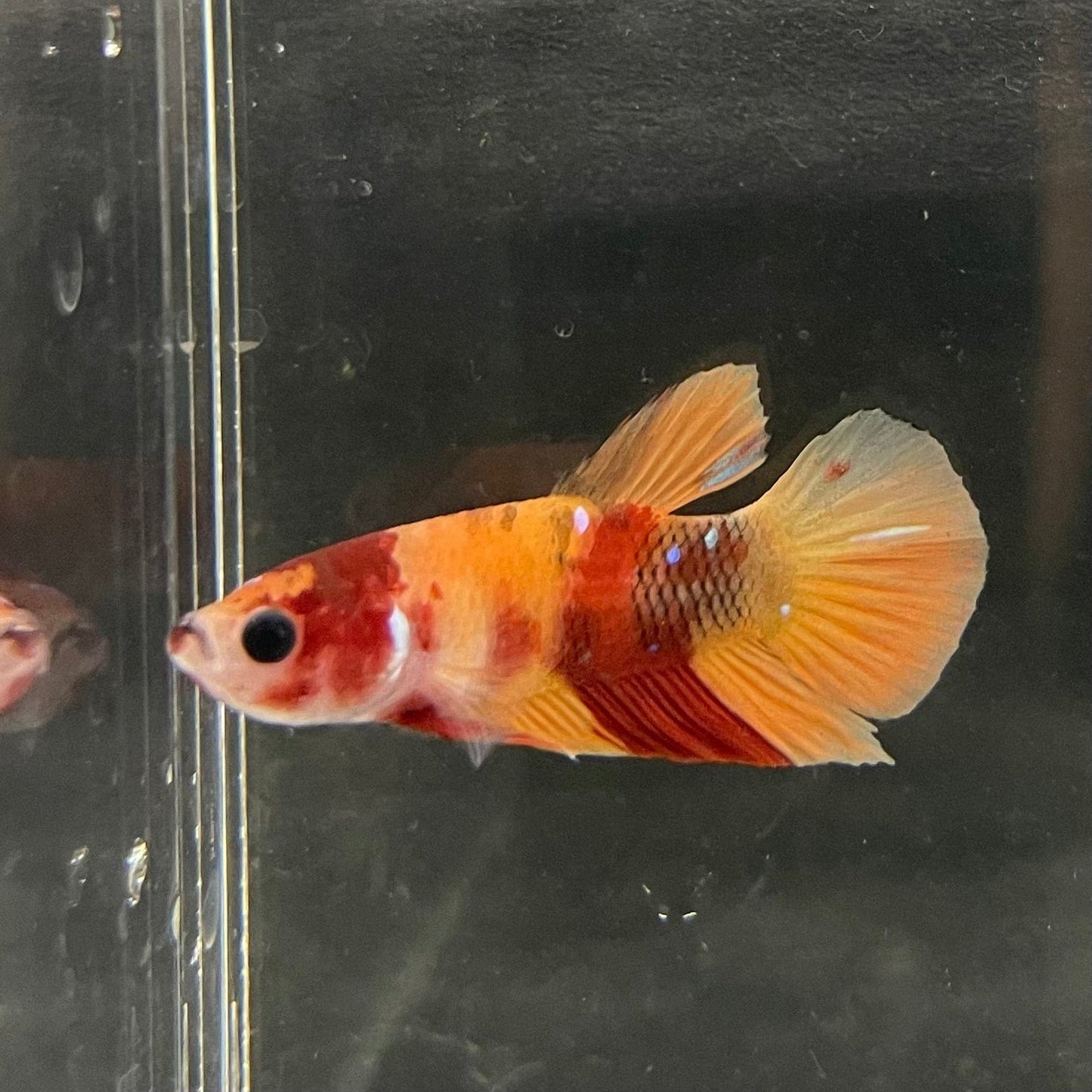 the-fish-farm Premium Male Betta Nemo Orange Fancy Plakat Betta Male - One Only - 5 Buy this Nemo Orange Plakat Male Betta - One Only in Australia