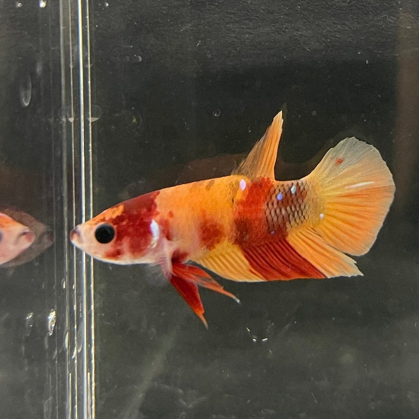 the-fish-farm Premium Male Betta Nemo Orange Fancy Plakat Betta Male - One Only - 5 Buy this Nemo Orange Plakat Male Betta - One Only in Australia