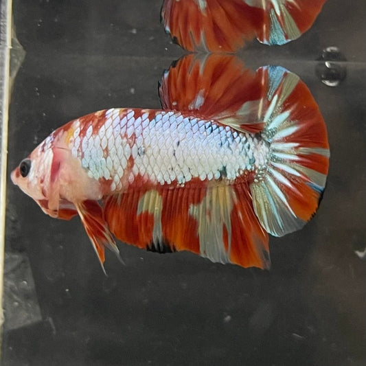 the-fish-farm Premium Male Betta Nemo White Fancy Plakat Betta Male - One Only - 1 Buy this Nemo White Plakat Male Betta - One Only in Australia