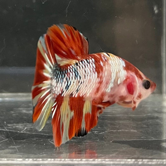 the-fish-farm Premium Male Betta Nemo White Fancy Plakat Betta Male - One Only - 1 Buy this Nemo White Plakat Male Betta - One Only in Australia