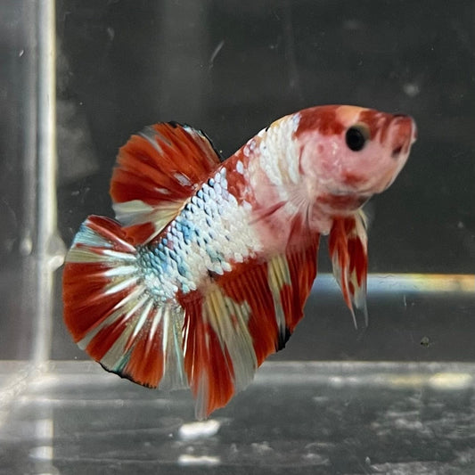 the-fish-farm Premium Male Betta Nemo White Fancy Plakat Betta Male - One Only - 1 Buy this Nemo White Plakat Male Betta - One Only in Australia