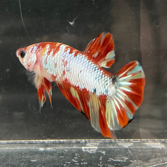 the-fish-farm Premium Male Betta Nemo White Fancy Plakat Betta Male - One Only - 1 Buy this Nemo White Plakat Male Betta - One Only in Australia