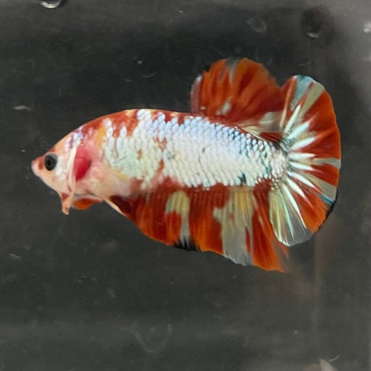 the-fish-farm Premium Male Betta Nemo White Fancy Plakat Betta Male - One Only - 1 Buy this Nemo White Plakat Male Betta - One Only in Australia