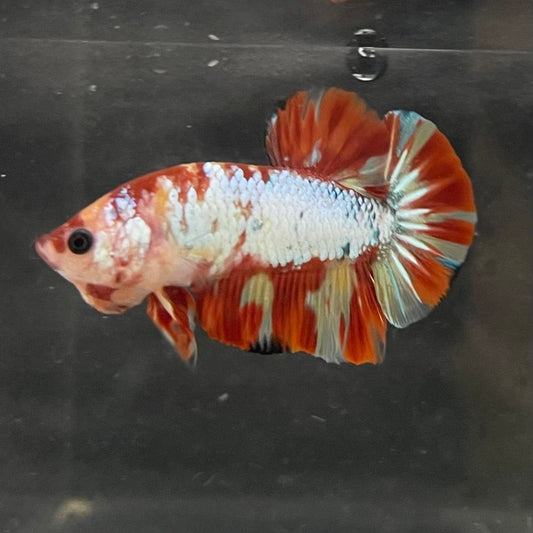 the-fish-farm Premium Male Betta Nemo White Fancy Plakat Betta Male - One Only - 1 Buy this Nemo White Plakat Male Betta - One Only in Australia