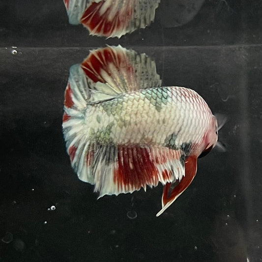 the-fish-farm Premium Male Betta Nemo White Fancy Plakat Betta Male - One Only - 2 Buy this Nemo White Plakat Male Betta - One Only in Australia