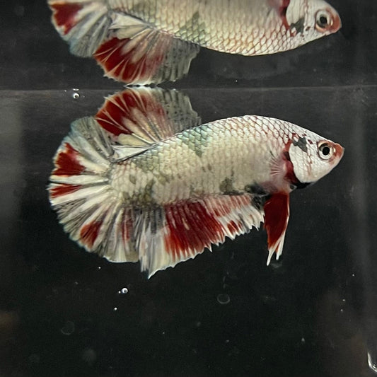 the-fish-farm Premium Male Betta Nemo White Fancy Plakat Betta Male - One Only - 2 Buy this Nemo White Plakat Male Betta - One Only in Australia