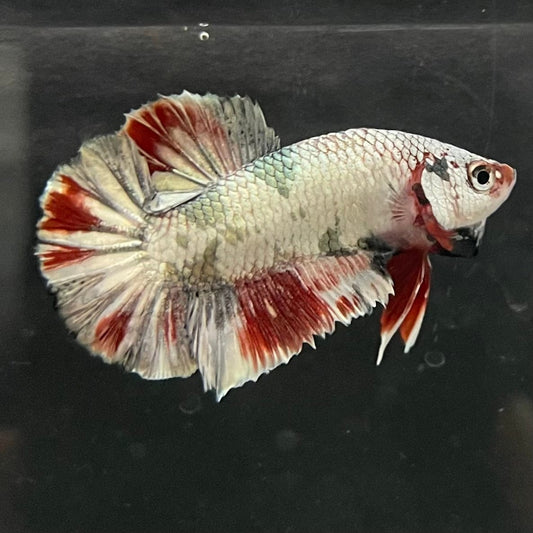 the-fish-farm Premium Male Betta Nemo White Fancy Plakat Betta Male - One Only - 2 Buy this Nemo White Plakat Male Betta - One Only in Australia