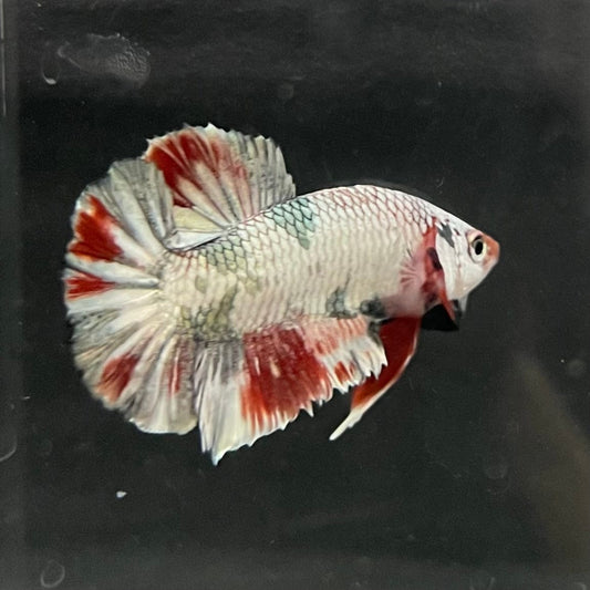the-fish-farm Premium Male Betta Nemo White Fancy Plakat Betta Male - One Only - 2 Buy this Nemo White Plakat Male Betta - One Only in Australia
