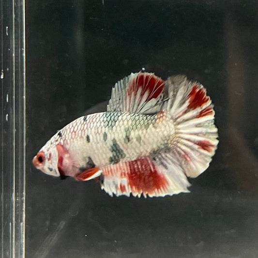 the-fish-farm Premium Male Betta Nemo White Fancy Plakat Betta Male - One Only - 2 Buy this Nemo White Plakat Male Betta - One Only in Australia