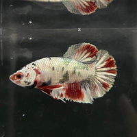 the-fish-farm Premium Male Betta Nemo White Fancy Plakat Betta Male - One Only - 2 Buy this Nemo White Plakat Male Betta - One Only in Australia