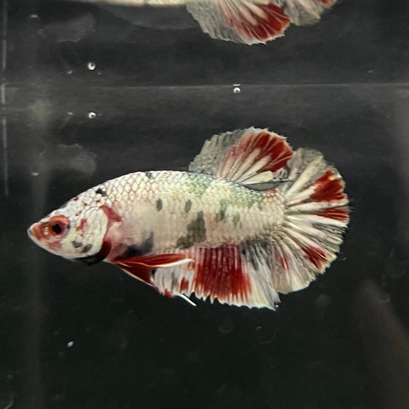 the-fish-farm Premium Male Betta Nemo White Fancy Plakat Betta Male - One Only - 2 Buy this Nemo White Plakat Male Betta - One Only in Australia
