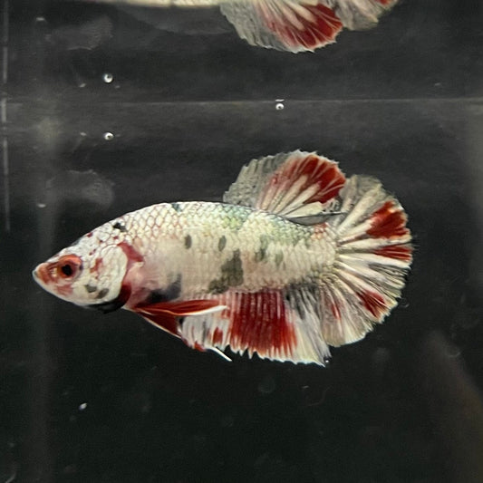 the-fish-farm Premium Male Betta Nemo White Fancy Plakat Betta Male - One Only - 2 Buy this Nemo White Plakat Male Betta - One Only in Australia