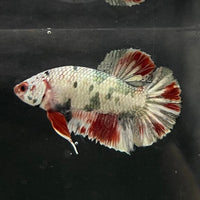 the-fish-farm Premium Male Betta Nemo White Fancy Plakat Betta Male - One Only - 2 Buy this Nemo White Plakat Male Betta - One Only in Australia