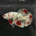 the-fish-farm Premium Male Betta Nemo White Fancy Plakat Betta Male - One Only - 2 Buy this Nemo White Plakat Male Betta - One Only in Australia