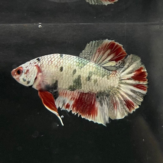 the-fish-farm Premium Male Betta Nemo White Fancy Plakat Betta Male - One Only - 2 Buy this Nemo White Plakat Male Betta - One Only in Australia