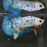 the-fish-farm Premium Male Betta Nemo White Fancy Plakat Betta Male - One Only - 3 Buy this Nemo White Plakat Male Betta - One Only in Australia