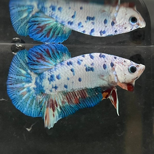 the-fish-farm Premium Male Betta Nemo White Fancy Plakat Betta Male - One Only - 3 Buy this Nemo White Plakat Male Betta - One Only in Australia