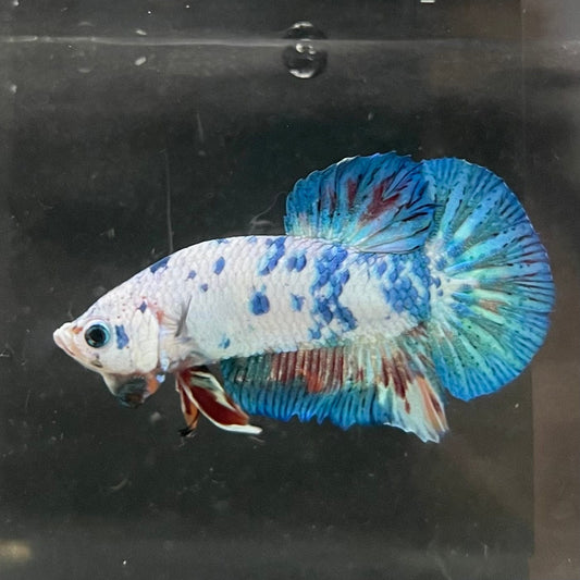 the-fish-farm Premium Male Betta Nemo White Fancy Plakat Betta Male - One Only - 3 Buy this Nemo White Plakat Male Betta - One Only in Australia
