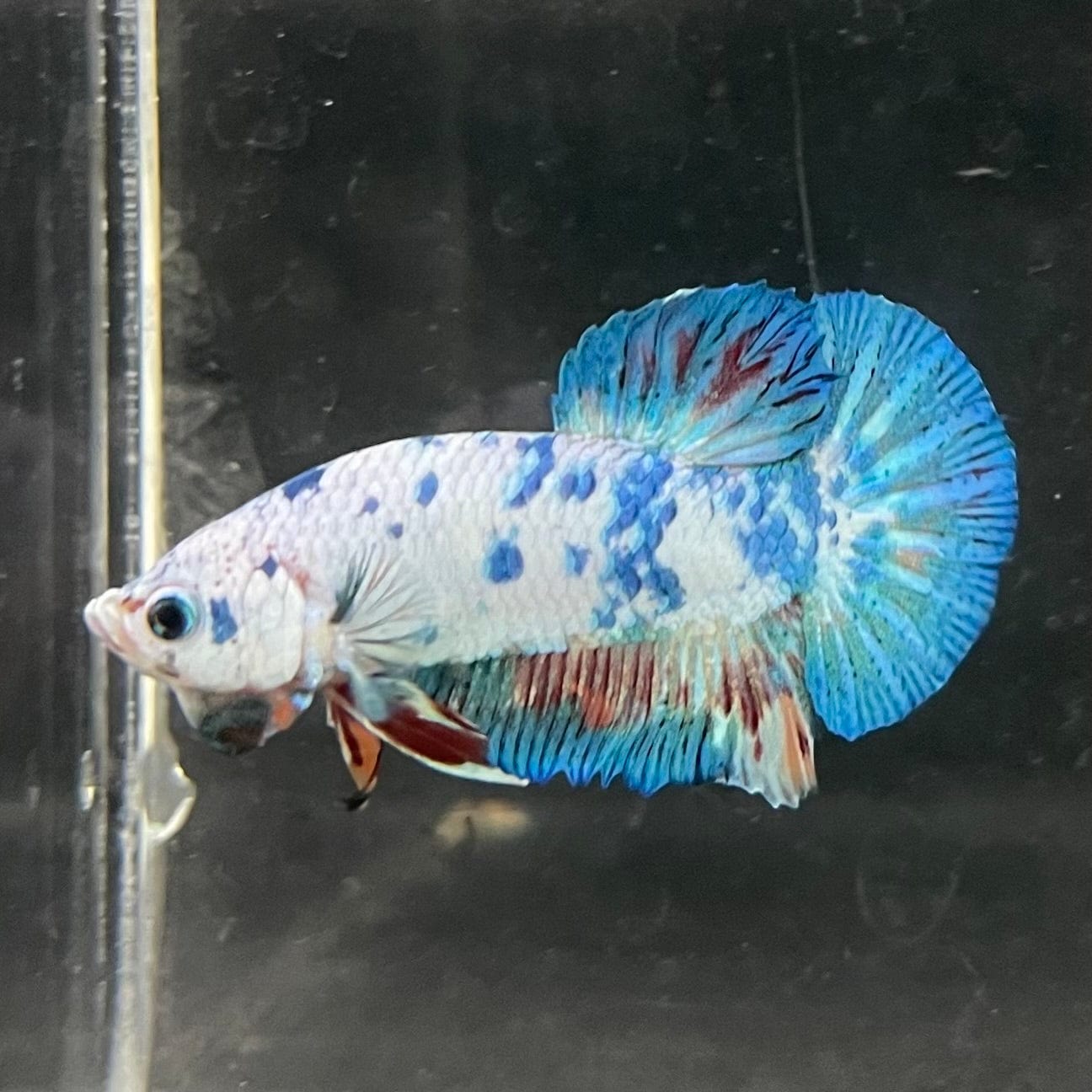 the-fish-farm Premium Male Betta Nemo White Fancy Plakat Betta Male - One Only - 3 Buy this Nemo White Plakat Male Betta - One Only in Australia