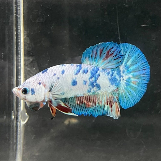 the-fish-farm Premium Male Betta Nemo White Fancy Plakat Betta Male - One Only - 3 Buy this Nemo White Plakat Male Betta - One Only in Australia