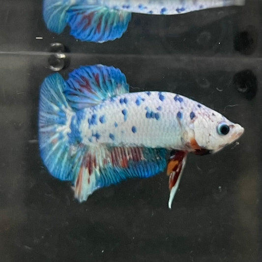 the-fish-farm Premium Male Betta Nemo White Fancy Plakat Betta Male - One Only - 3 Buy this Nemo White Plakat Male Betta - One Only in Australia