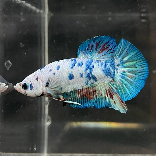 the-fish-farm Premium Male Betta Nemo White Fancy Plakat Betta Male - One Only - 3 Buy this Nemo White Plakat Male Betta - One Only in Australia