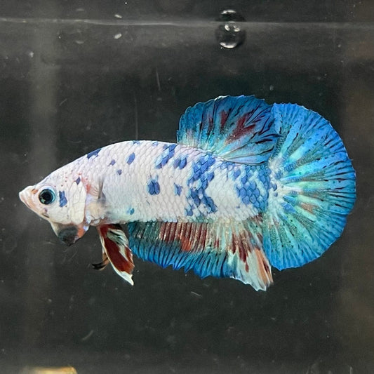 the-fish-farm Premium Male Betta Nemo White Fancy Plakat Betta Male - One Only - 3 Buy this Nemo White Plakat Male Betta - One Only in Australia