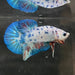 the-fish-farm Premium Male Betta Nemo White Fancy Plakat Betta Male - One Only - 3 Buy this Nemo White Plakat Male Betta - One Only in Australia