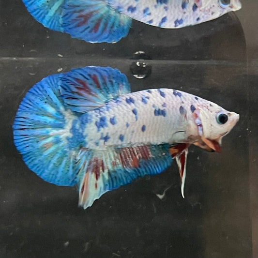 the-fish-farm Premium Male Betta Nemo White Fancy Plakat Betta Male - One Only - 3 Buy this Nemo White Plakat Male Betta - One Only in Australia