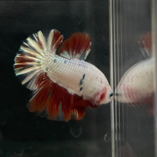 the-fish-farm Premium Male Betta Nemo White Fancy Plakat Betta Male - One Only - 4 Buy this Nemo White Plakat Male Betta - One Only in Australia