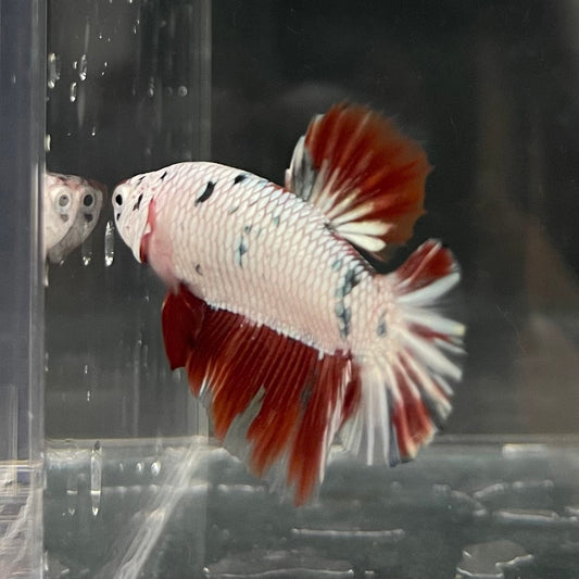 the-fish-farm Premium Male Betta Nemo White Fancy Plakat Betta Male - One Only - 4 Buy this Nemo White Plakat Male Betta - One Only in Australia