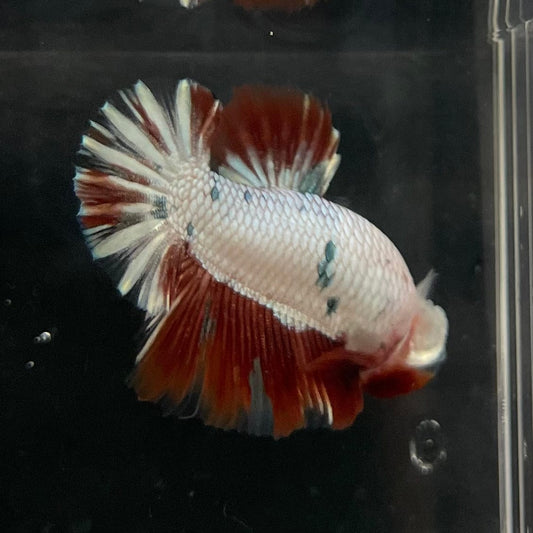 the-fish-farm Premium Male Betta Nemo White Fancy Plakat Betta Male - One Only - 4 Buy this Nemo White Plakat Male Betta - One Only in Australia