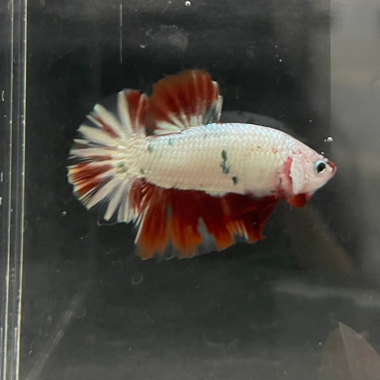 the-fish-farm Premium Male Betta Nemo White Fancy Plakat Betta Male - One Only - 4 Buy this Nemo White Plakat Male Betta - One Only in Australia