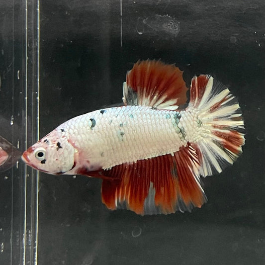 the-fish-farm Premium Male Betta Nemo White Fancy Plakat Betta Male - One Only - 4 Buy this Nemo White Plakat Male Betta - One Only in Australia