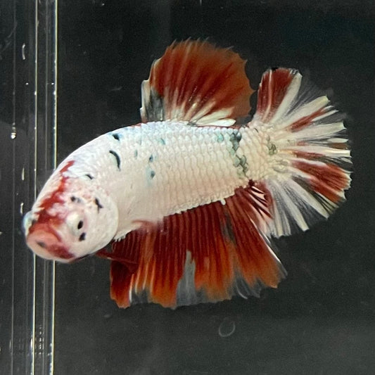 the-fish-farm Premium Male Betta Nemo White Fancy Plakat Betta Male - One Only - 4 Buy this Nemo White Plakat Male Betta - One Only in Australia