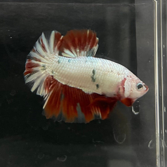 the-fish-farm Premium Male Betta Nemo White Fancy Plakat Betta Male - One Only - 4 Buy this Nemo White Plakat Male Betta - One Only in Australia