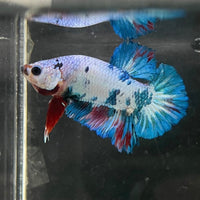 the-fish-farm Premium Male Betta Nemo White Fancy Plakat Betta Male - One Only - 5 Buy this Nemo White Plakat Male Betta - One Only in Australia