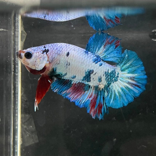 the-fish-farm Premium Male Betta Nemo White Fancy Plakat Betta Male - One Only - 5 Buy this Nemo White Plakat Male Betta - One Only in Australia