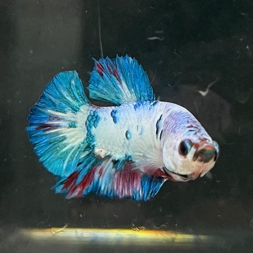 the-fish-farm Premium Male Betta Nemo White Fancy Plakat Betta Male - One Only - 5 Buy this Nemo White Plakat Male Betta - One Only in Australia
