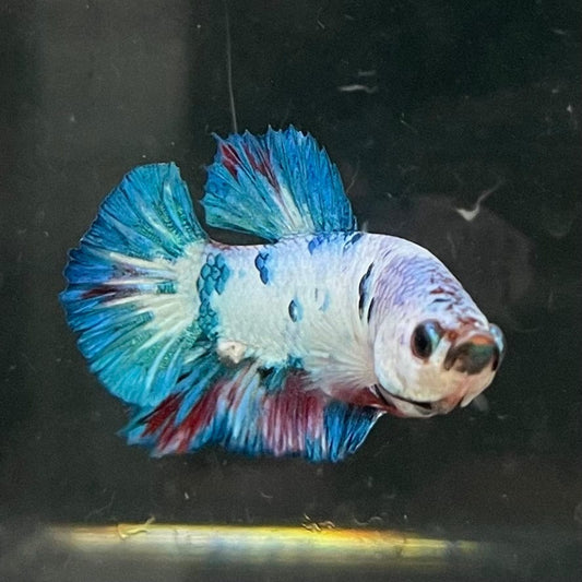 the-fish-farm Premium Male Betta Nemo White Fancy Plakat Betta Male - One Only - 5 Buy this Nemo White Plakat Male Betta - One Only in Australia