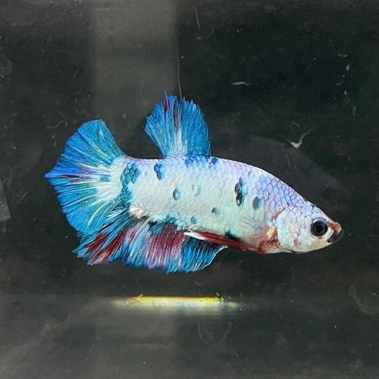 the-fish-farm Premium Male Betta Nemo White Fancy Plakat Betta Male - One Only - 5 Buy this Nemo White Plakat Male Betta - One Only in Australia