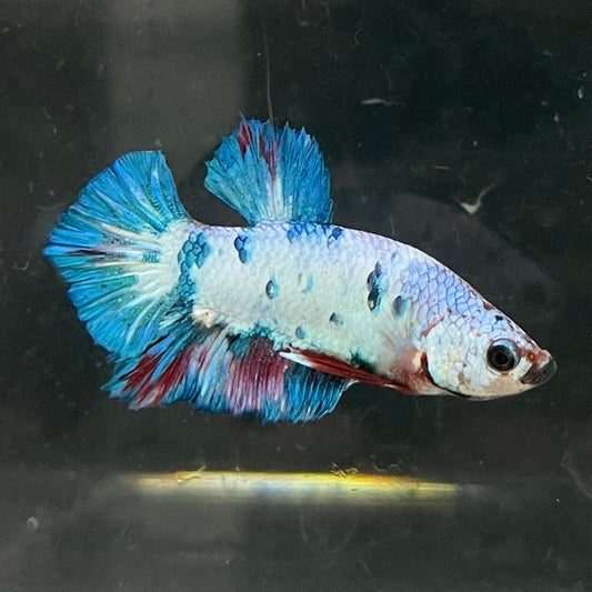 the-fish-farm Premium Male Betta Nemo White Fancy Plakat Betta Male - One Only - 5 Buy this Nemo White Plakat Male Betta - One Only in Australia