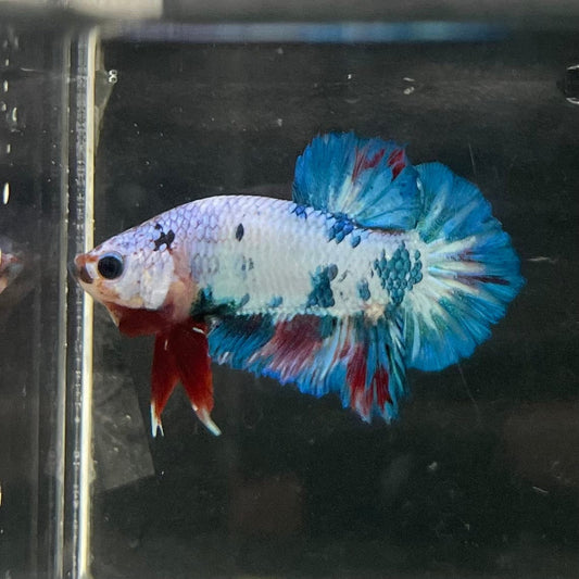 the-fish-farm Premium Male Betta Nemo White Fancy Plakat Betta Male - One Only - 5 Buy this Nemo White Plakat Male Betta - One Only in Australia