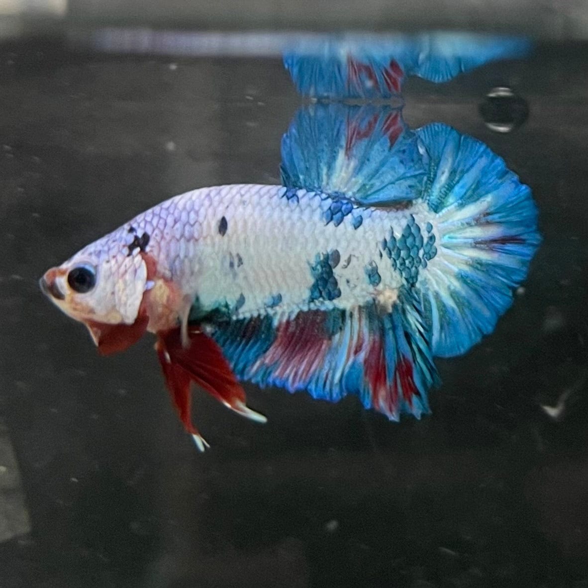 the-fish-farm Premium Male Betta Nemo White Fancy Plakat Betta Male - One Only - 5 Buy this Nemo White Plakat Male Betta - One Only in Australia