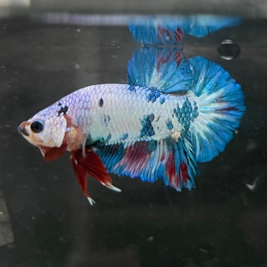 the-fish-farm Premium Male Betta Nemo White Fancy Plakat Betta Male - One Only - 5 Buy this Nemo White Plakat Male Betta - One Only in Australia